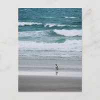 Penguin returning from the ocean