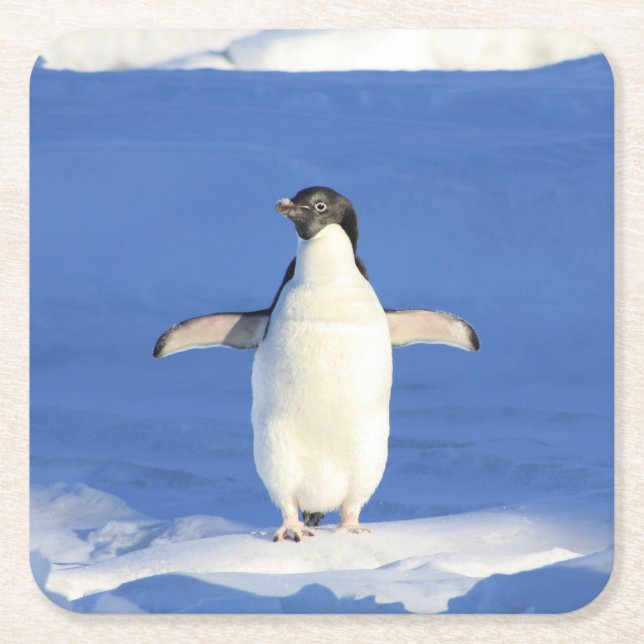 Penguin Square Paper Coaster (Front)