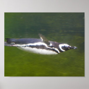 Penguin Swimming Poster