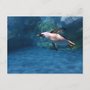 Penguin Swimming Underwater Postcard