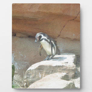 Penguin, Wildlife, Animal, Wild Bird, Zoo, Summer Plaque