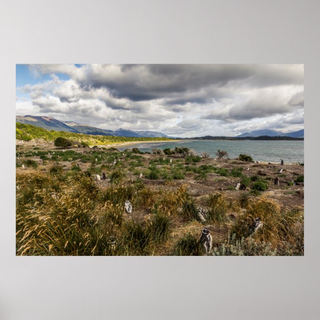 Penguinera Poster (Front)