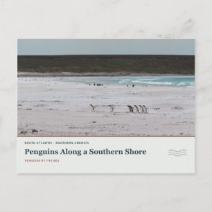 Penguins Along a Southern Shore Postcard