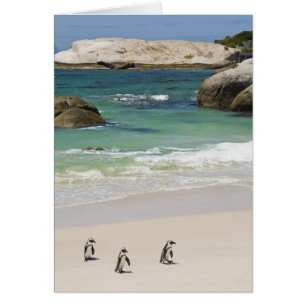 Penguins at Boulders Beach, Simons Town, South 2