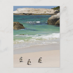 Penguins at Boulders Beach, Simons Town, South 2 Postcard