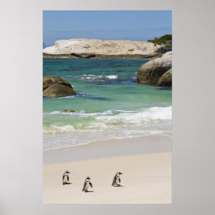 Penguins at Boulders Beach, Simons Town, South 2 Poster