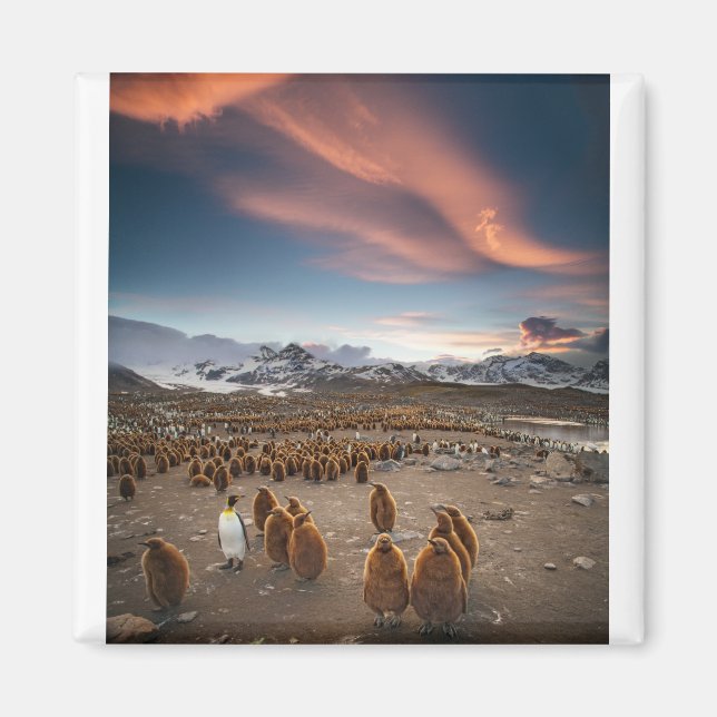 Penguins at Sunset Magnet (Front)