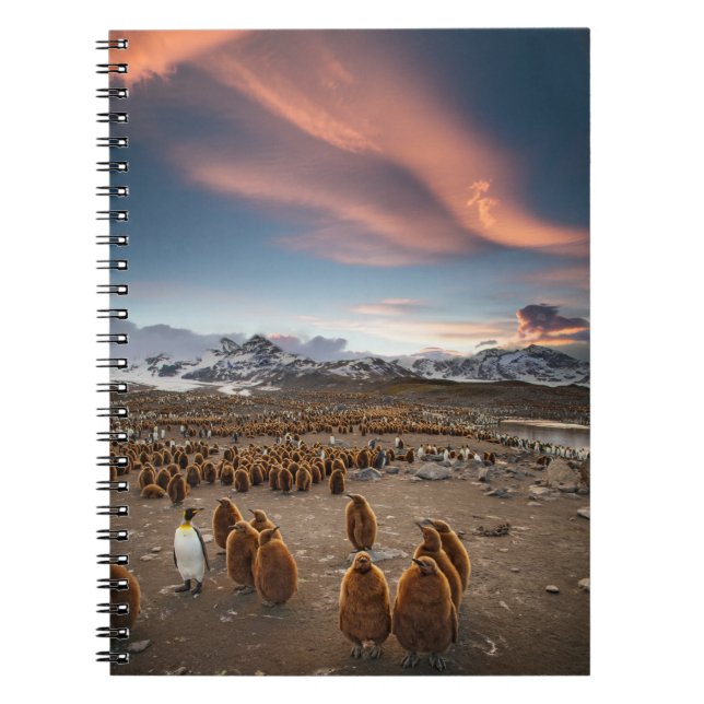 Penguins at Sunset Notebook (Front)