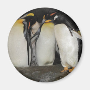 Penguins at the Zoo Magnet