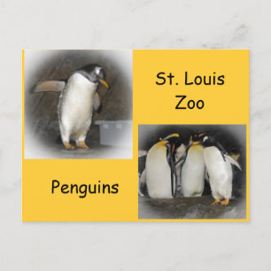 Penguins at the Zoo Postcard