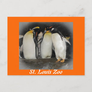 Penguins at the Zoo Postcard