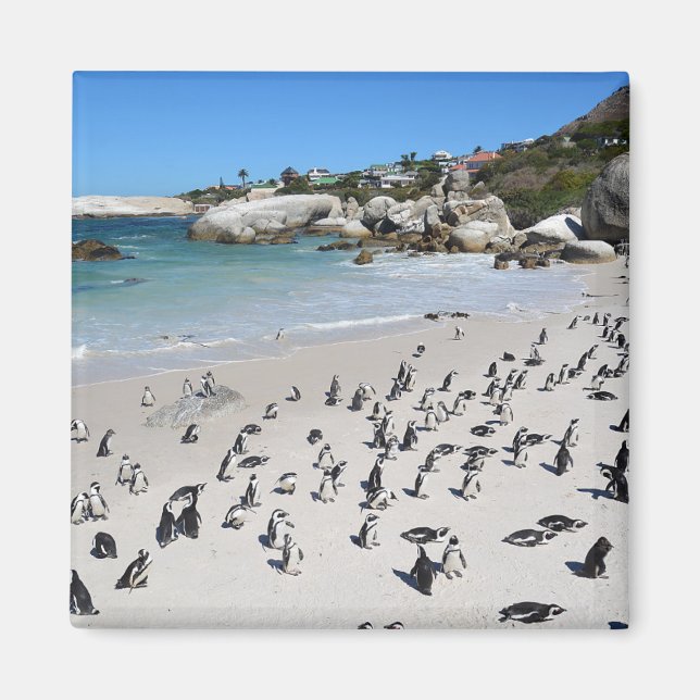 Penguins Boulders Beach | South Africa Magnet (Front)