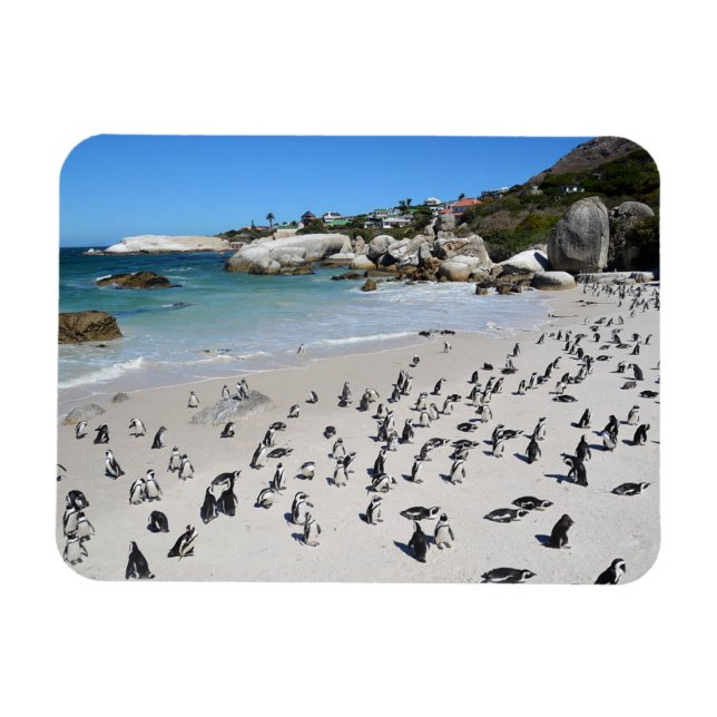 Penguins Boulders Beach | South Africa Magnet (Horizontal)