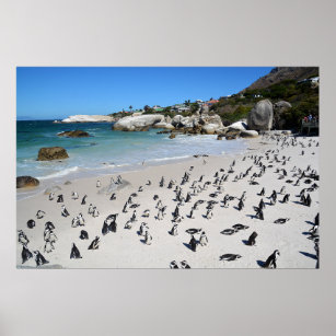 Penguins Boulders Beach   South Africa Poster