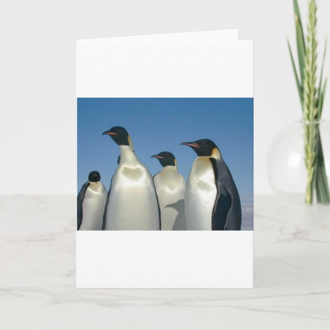 PENGUINS CARD (Front)