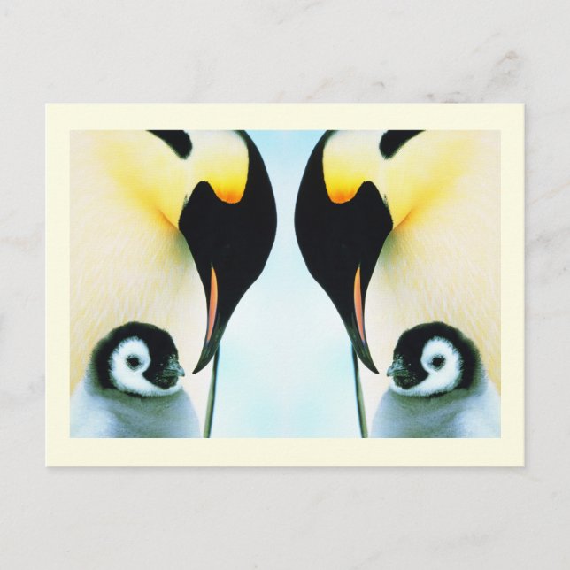Penguins family bird postcard (Front)