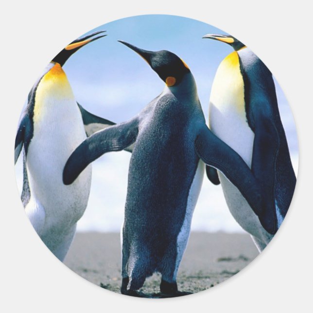 Penguins from Alaska Classic Round Sticker (Front)