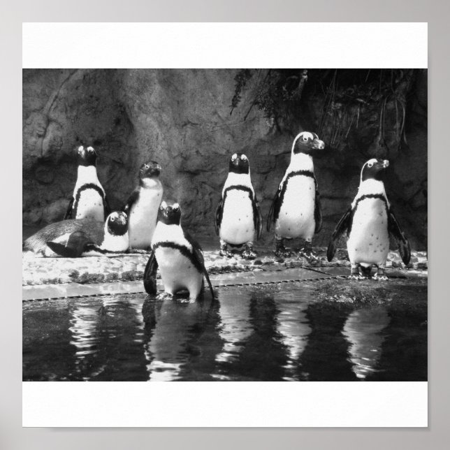 Penguins Galore Poster (Front)