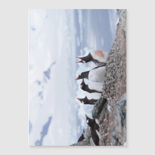 Penguins in Antarctica
