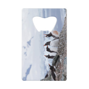 Penguins in Antarctica