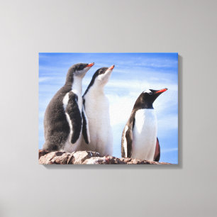 Penguins in Antarctica Canvas Print