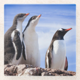 Penguins in Antarctica Glass Coaster
