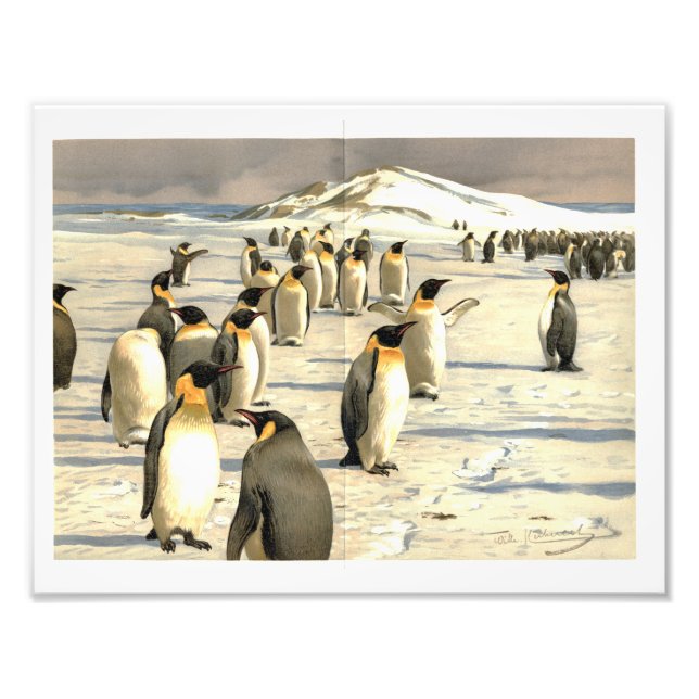 Penguins in Antarctica illustration Photo Print (Front)