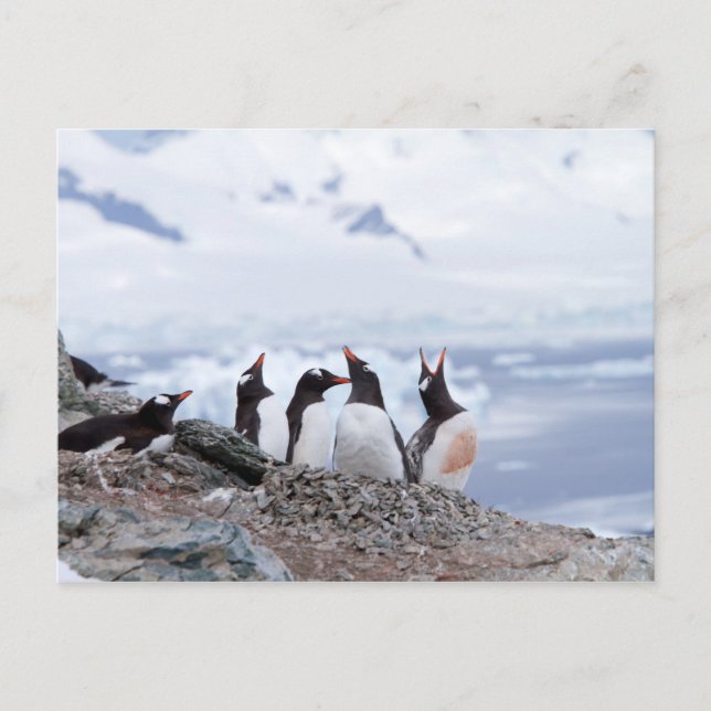 Penguins in Antarctica Postcard (Front)
