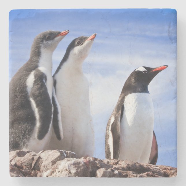 Penguins in Antarctica Stone Coaster (Front)