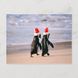 Penguins in Santa Hats on the Beach Holiday Postcard