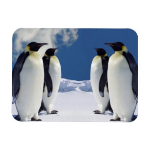 Penguins Magnet