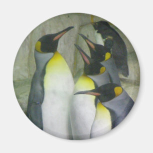 Penguins, magnet