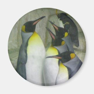 Penguins, magnet