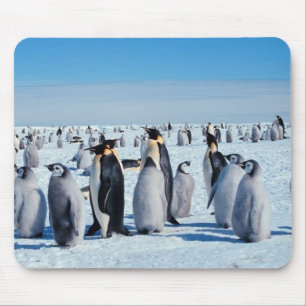 penguins mouse mat