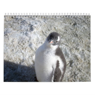 Penguins of Antarctica Calendar