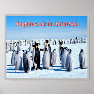 Penguins of Antarctica - Poster