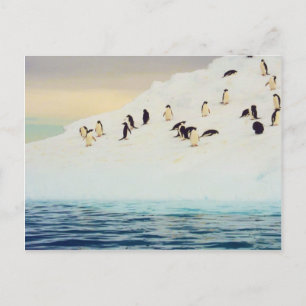 Penguins On Ice, postcard