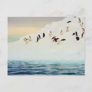 Penguins On Ice, postcard