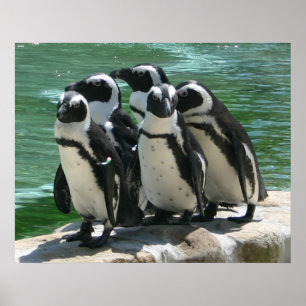 Penguins Photo Print