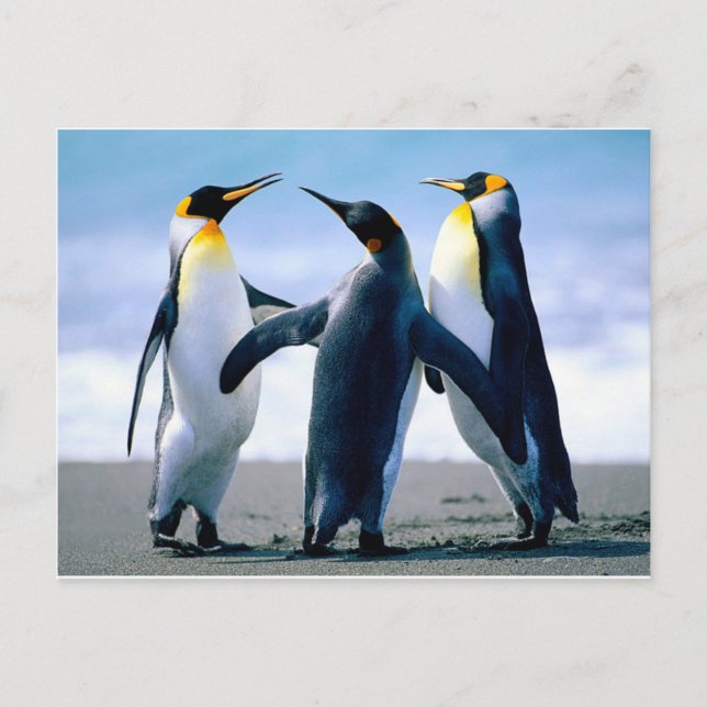 Penguins Postcard (Front)