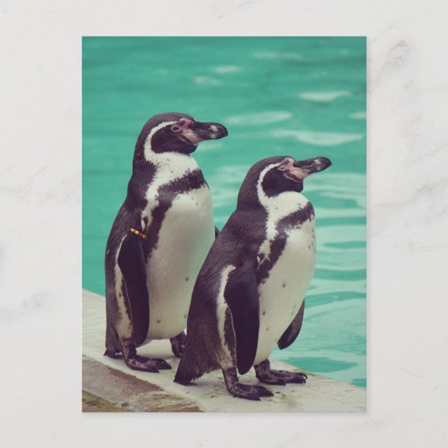 Penguins Postcard (Front)