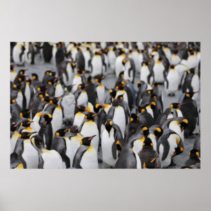 PENGUINS POSTER