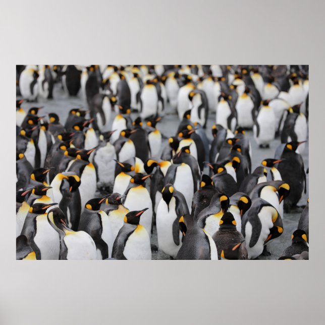 PENGUINS POSTER (Front)