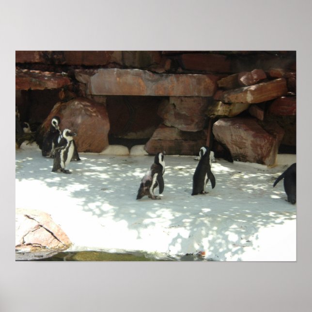 Penguins Poster (Front)