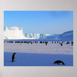 Penguins Poster
