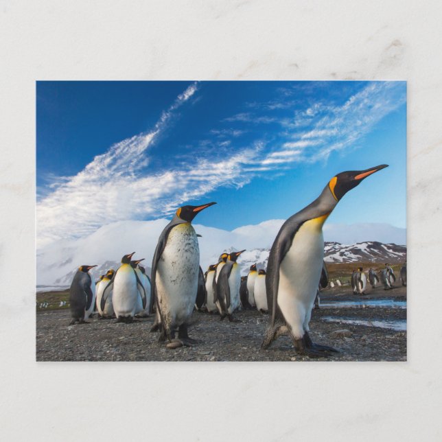 Penguins - South Georgia & South Sandwich Islands Postcard (Front)
