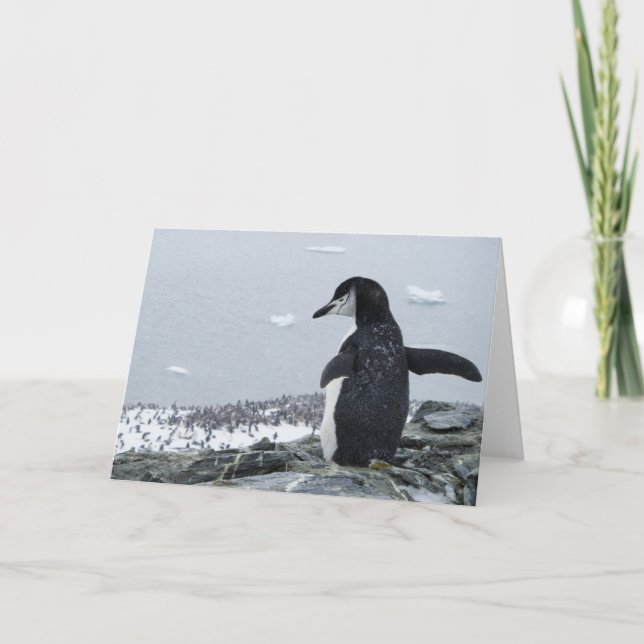 Penguinzilla Card (Front)