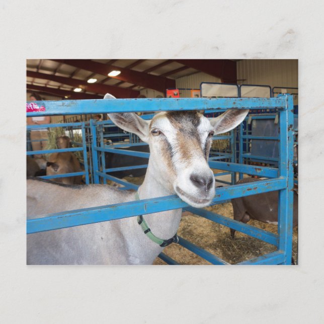 Penned Goat Postcard (Front)