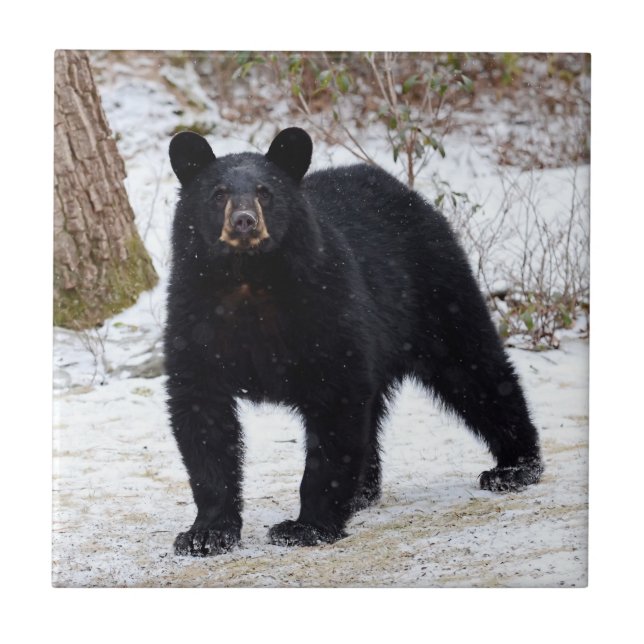 Pennsylvania Black Bear in Winter Tile (Front)