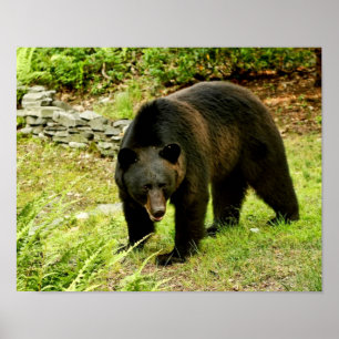Pennsylvania Black Bear Poster